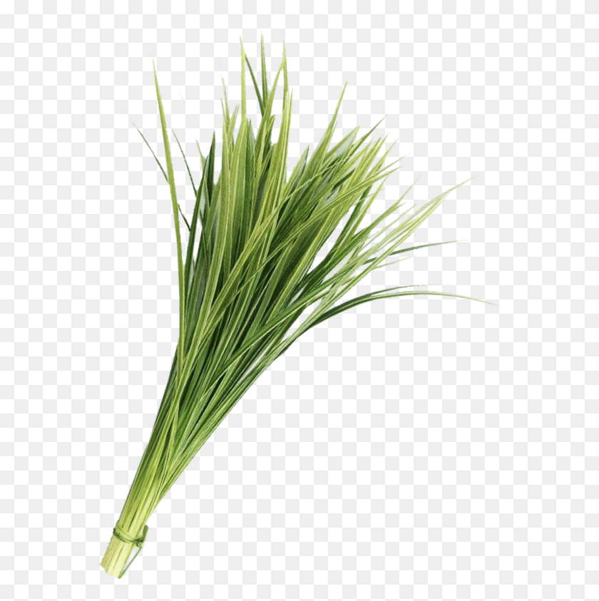 565x783 Lily Grass Variegated Greenery Sweet Grass, Plant, Vegetation, Lawn HD PNG Download