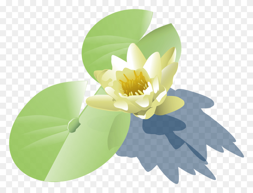1280x951 Lily Lotus Water Lily Lily Pad Clip Art, Flower, Plant, Blossom HD PNG Download