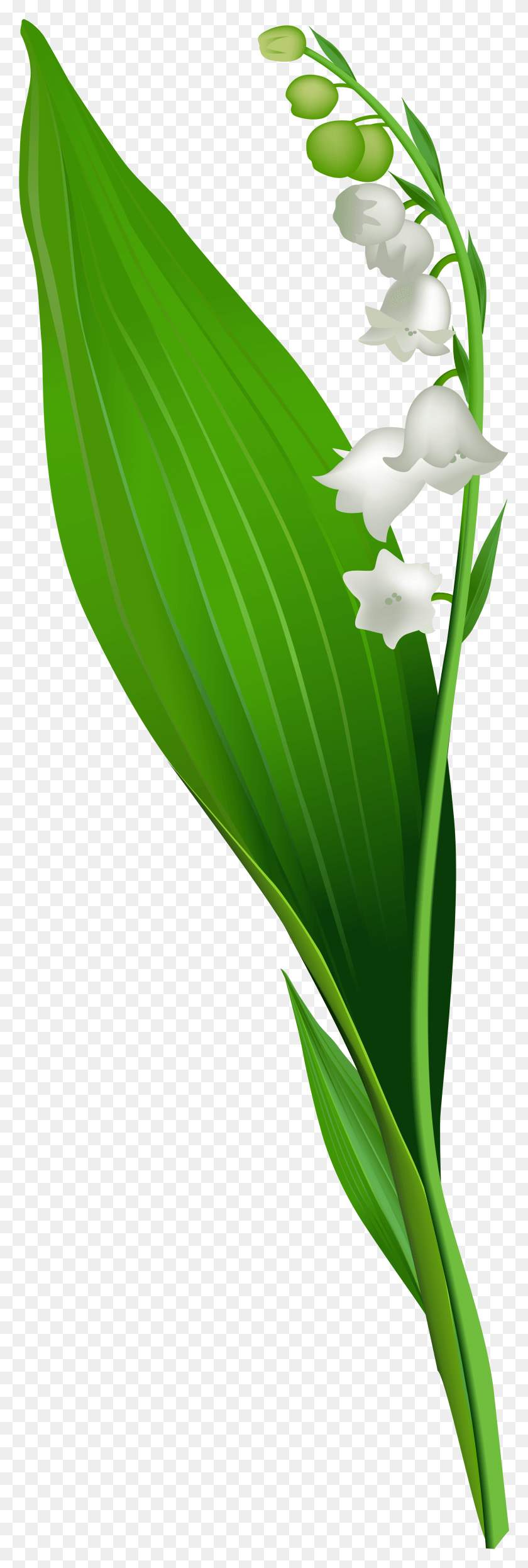 2544x7933 Lily Of The Valley Lily Of The Valley, Plant, Leaf, Symbol HD PNG Download