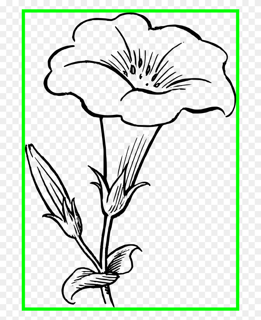 700x971 Цветок Лилии Черно-Белая Лилия Клипарт Черно-Белый, Текст, Зеленый, Серый Png Скачать