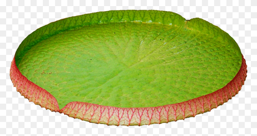 1009x500 Lily Pad Water Lily, Leaf, Plant, Veins HD PNG Download