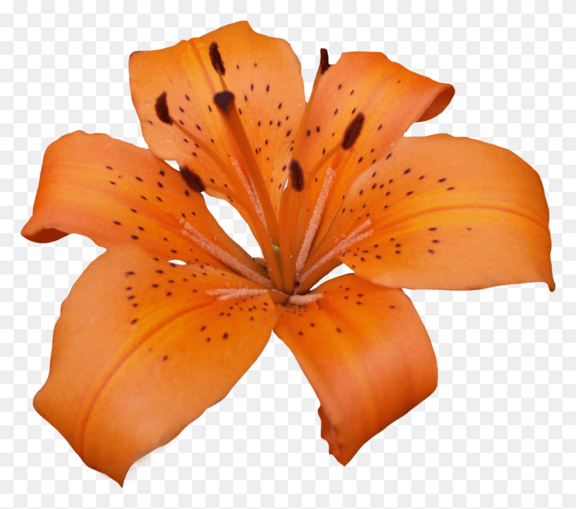 900x788 Lily Pic Lilly, Plant, Flower, Blossom HD PNG Download