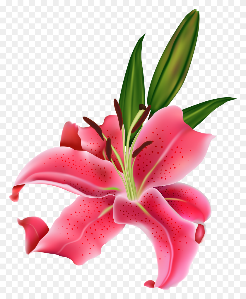 2381x2935 Lily Pink Flower Clipart Pink Transparent Lily, Plant, Flower, Blossom HD PNG Download