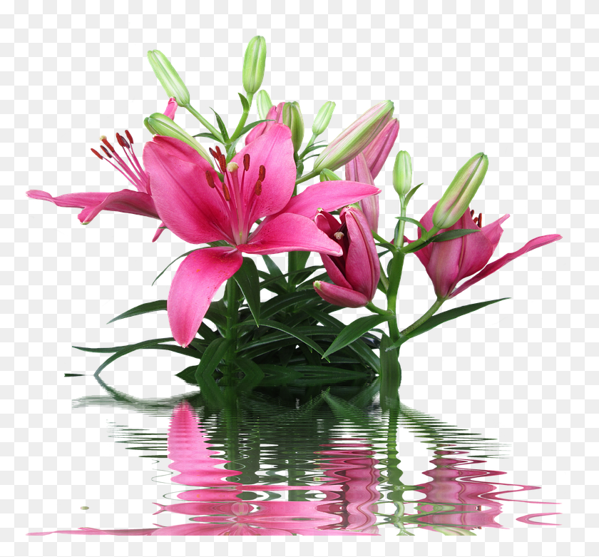 778x721 Лилия Розовая Лилия Лилии Розовый Цветок Декоративное Растение Лилия, Цветок, Цветение, Прудовая Лилия Png Скачать