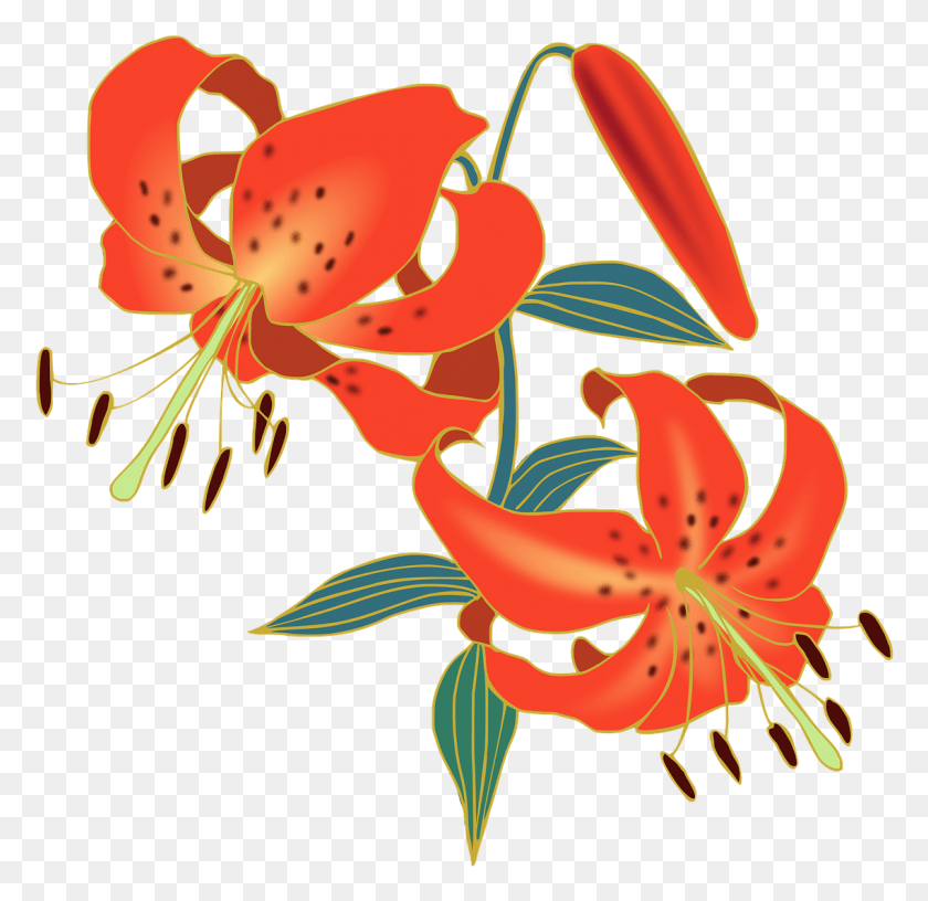 1138x1104 Lily Tiger Lily Flowers Red Tiger Lily Flower, Plant, Flower, Blossom HD PNG Download