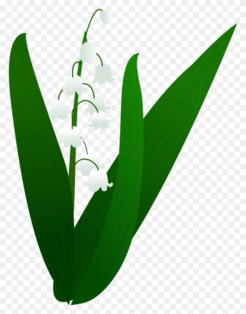 2570x3347 Lily Valley Plant Illustration And Vector Image Illustration, Amaryllidaceae, Flower, Blossom Descargar Hd Png