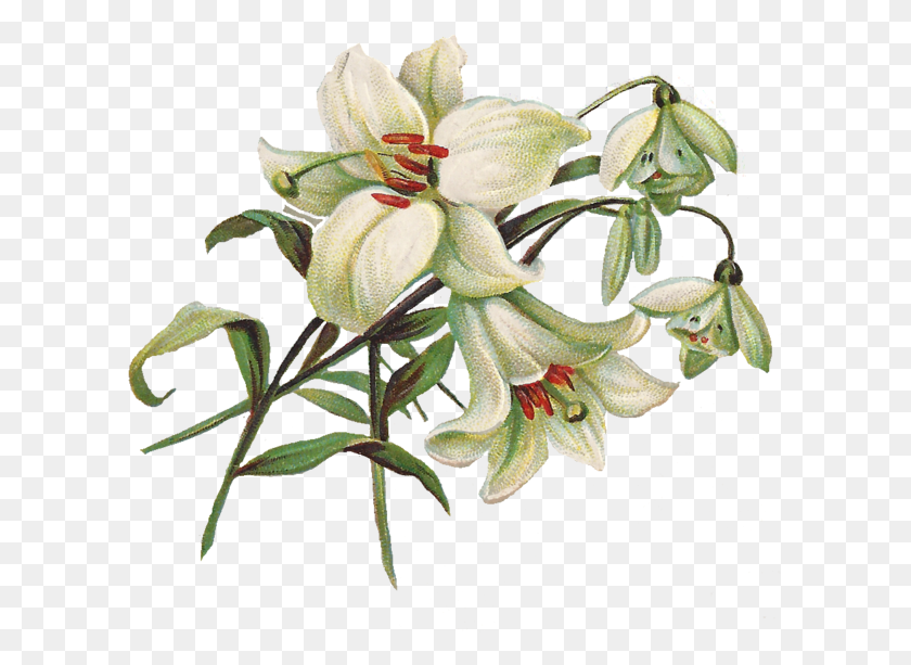 605x553 Lily Vintage Lily, Plant, Flower, Blossom HD PNG Download