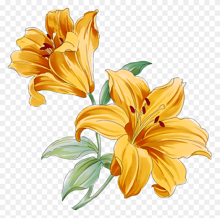 2287x2258 Лилия Акварель, Цветок, Растение, Цветение Hd Png Скачать