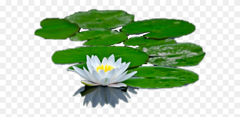 603x350 Lilypad Water Lilies And Their Adaptations, Plant, Lily, Flower HD PNG Download