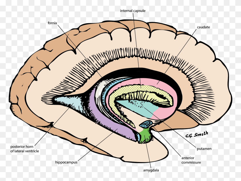 1402x1028 Limbic System, Clam, Seashell, Invertebrate HD PNG Download
