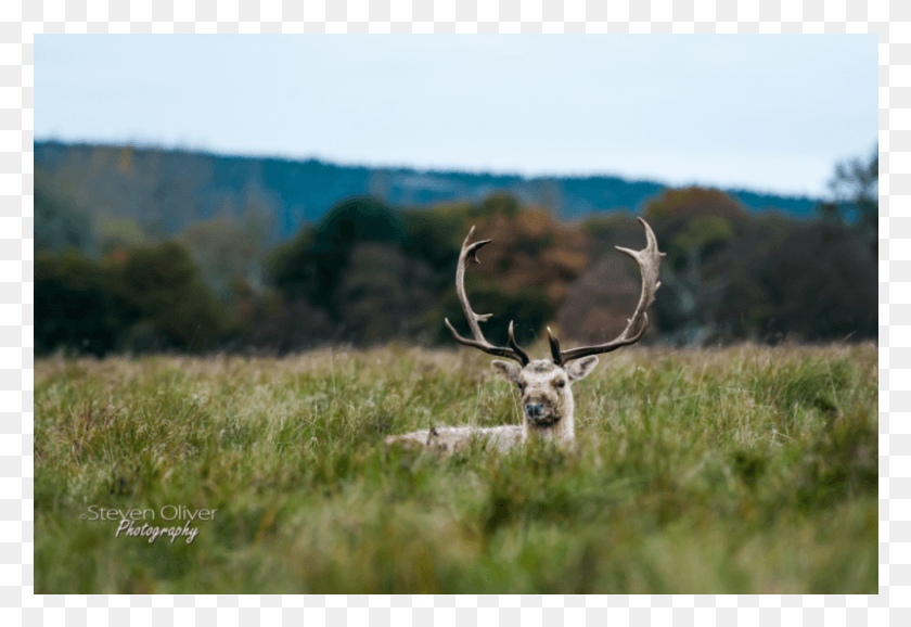 801x532 Limited Print Offer Barren Ground Caribou, Antelope, Wildlife, Mammal Descargar Hd Png