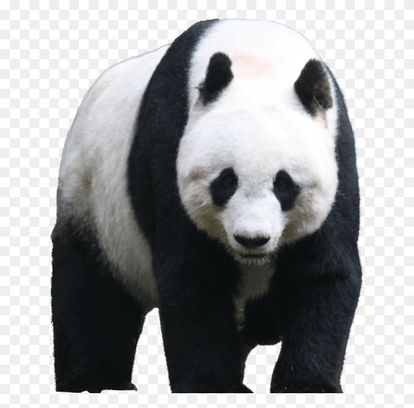 639x768 Lin Manuel Miranda On A Panda, Giant Panda, Bear, Wildlife HD PNG Download