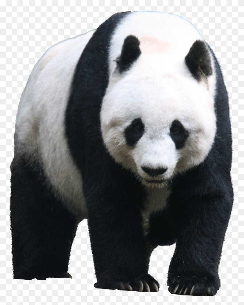 1999x2540 Lin Manuel Miranda On A Panda Giant Panda Transparent Background HD PNG Download