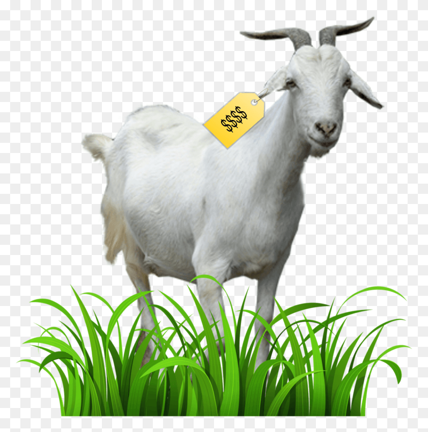 1767x1784 Linda Sarsour Husband Maher Judeh, Goat, Mammal, Animal HD PNG Download