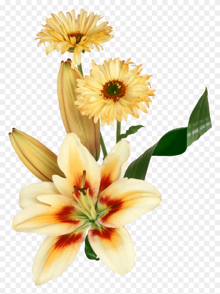 1149x1566 Lindas Flores Em E Gif Dia De Sol, Plant, Flower, Blossom Hd Png