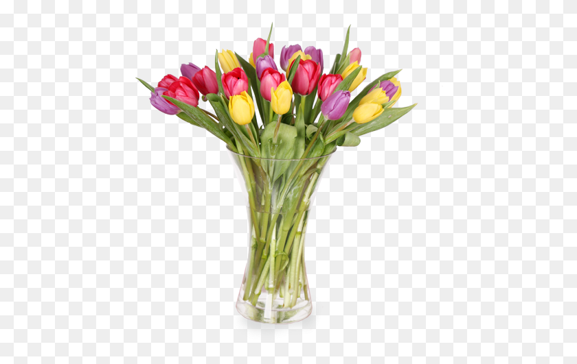 450x471 Lindo Arreglo De 30 Tulipanes En Florero De Vidrio Sprenger39S Tulip, Plant, Flower, Blossom Hd Png