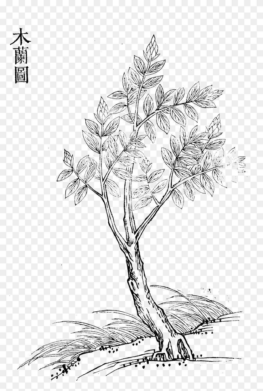 1601x2438 Line Art, Plant, Flower, Blossom HD PNG Download