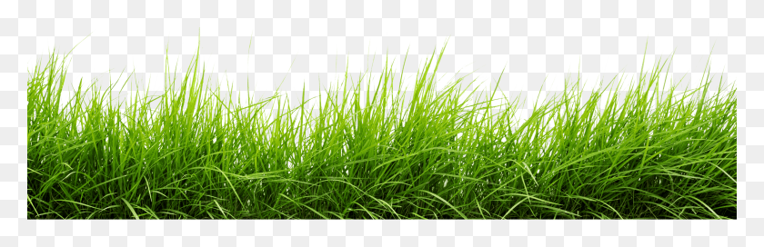 3000x816 Line Of Grass Image Grass, Plant, Lawn, Vegetation HD PNG Download