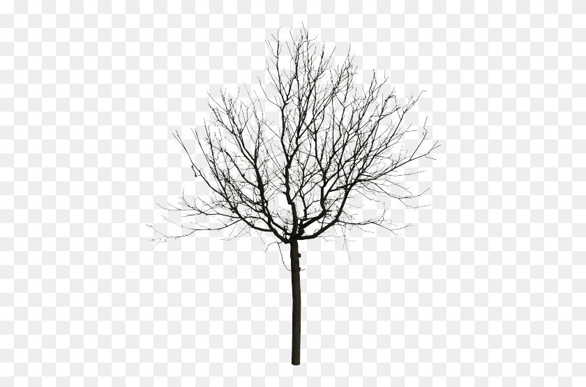 427x495 Line Tree Tree 3d Model Maya, Plant, Chandelier, Lamp HD PNG Download