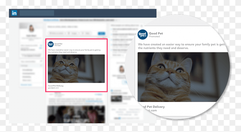 852x440 Linkedin Sponsored Content Infeed Website, Cat, Pet, Mammal HD PNG Download