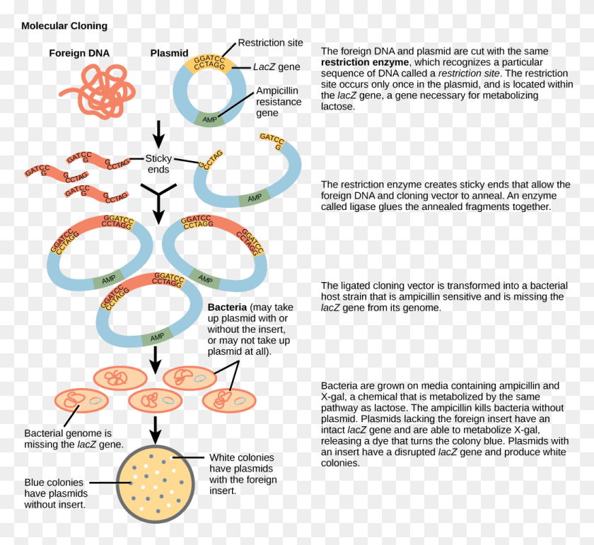 1039x948 Links To An External Site Process Of Gene Cloning With Diagram, Coin, Money, Clock Tower HD PNG Download