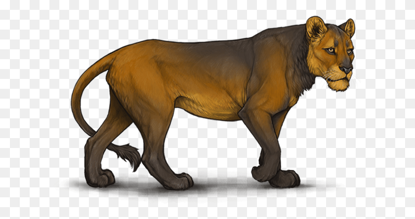 625x384 Lioden Neutral Lioness, Dog, Pet, Canine HD PNG Download