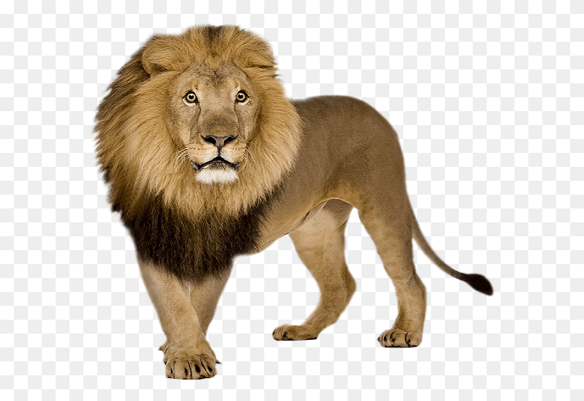 585x517 Lion, Wildlife, Mammal, Animal HD PNG Download