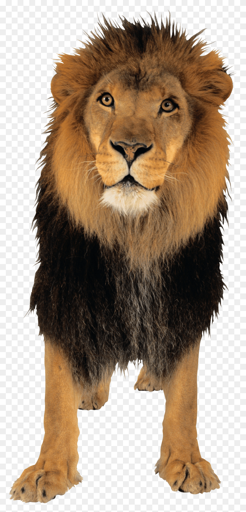 1205x2604 Lion, Wildlife, Mammal, Animal HD PNG Download