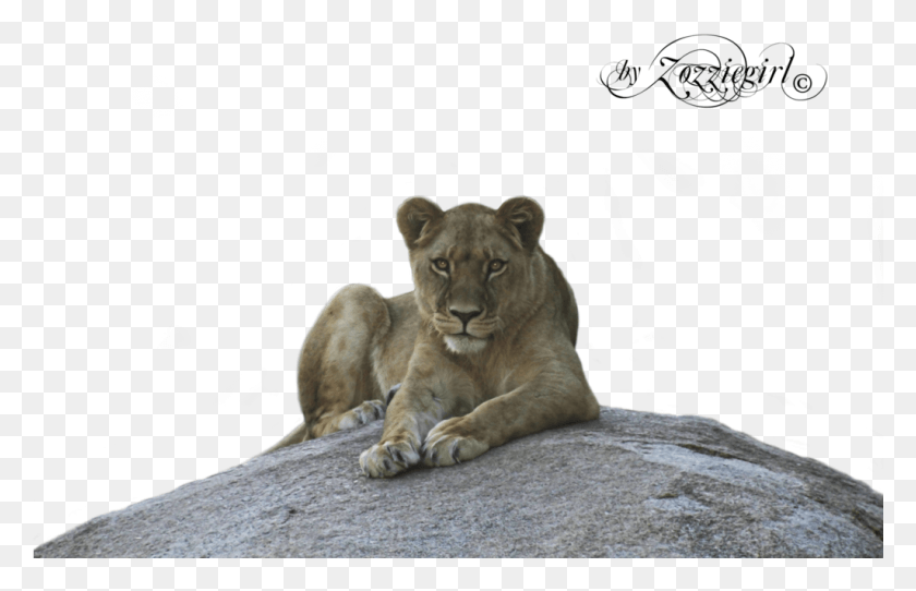 1025x634 Lion And Lioness Lioness, Wildlife, Mammal, Animal HD PNG Download