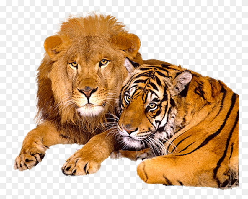 1001x789 Lion And Tiger, Wildlife, Mammal, Animal HD PNG Download