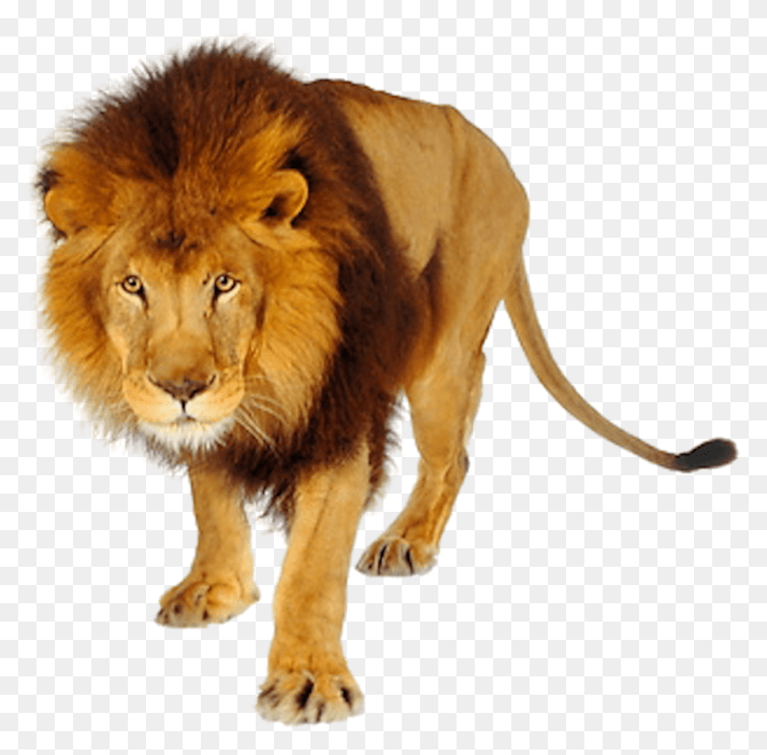967x950 Lion And Tiger Goanimate Lion, Wildlife, Mammal, Animal HD PNG Download