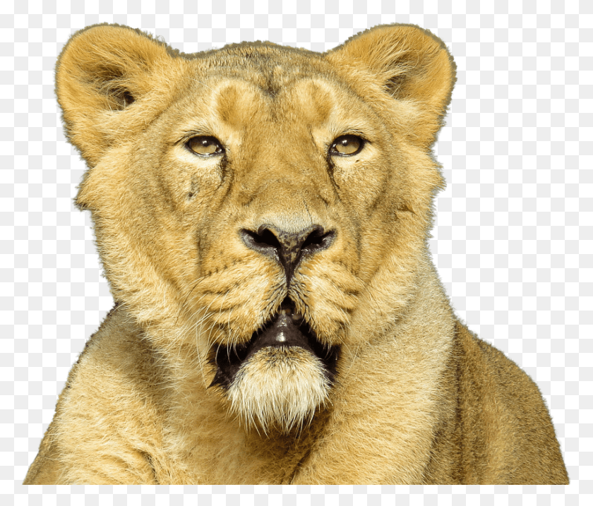 854x720 Lion Close Up Female Lion, Wildlife, Mammal, Animal HD PNG Download