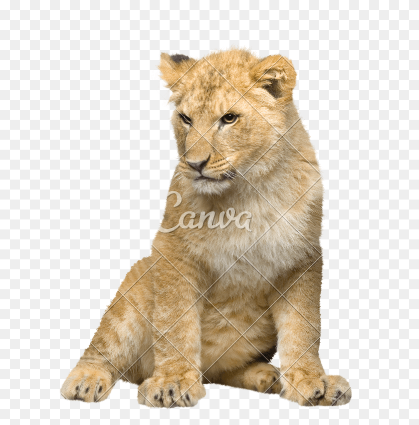 606x792 Сидящий Львенок, Тигр, Живая Природа, Млекопитающее Hd Png Скачать
