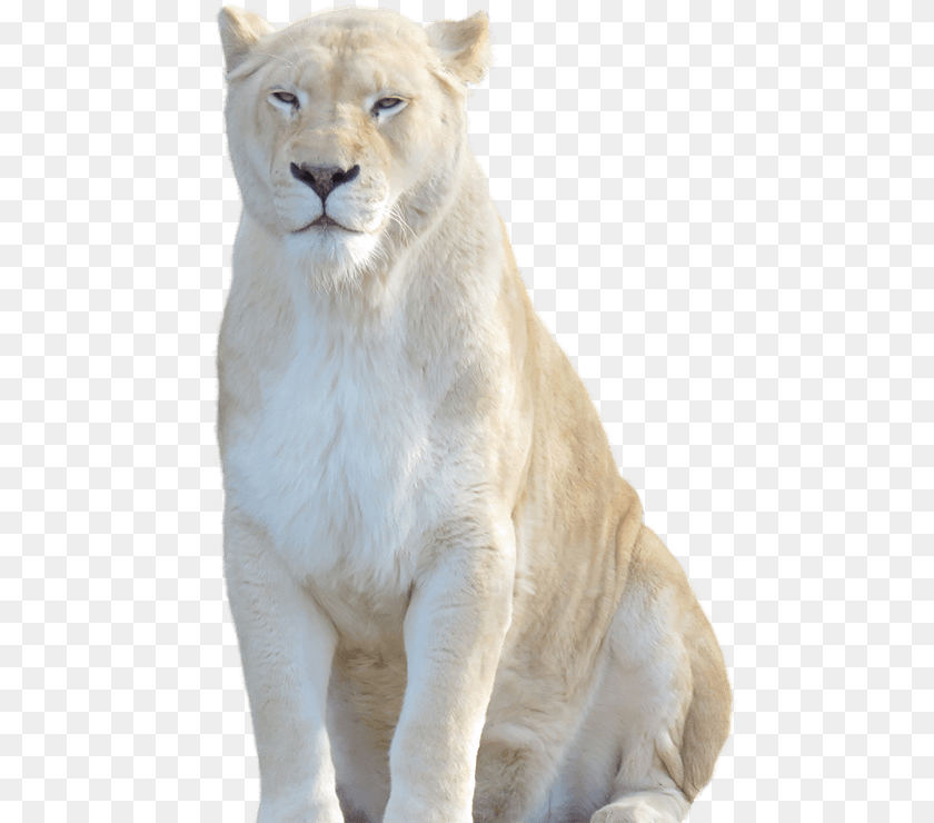 485x740 Lion Cub White Lion Background, Animal, Mammal, Wildlife Clipart PNG
