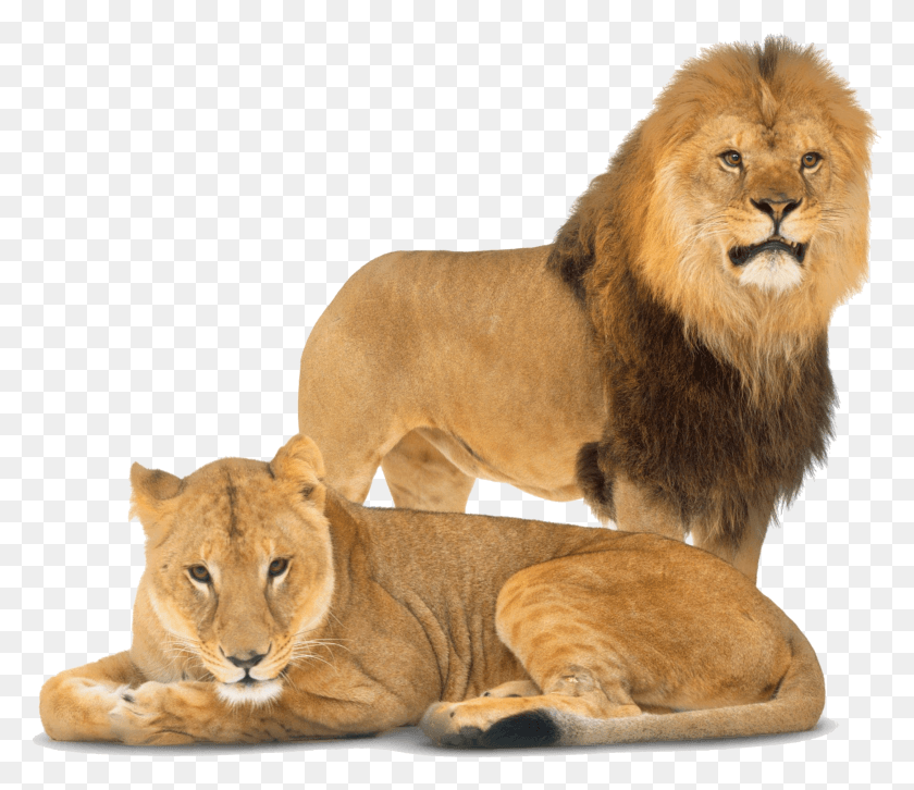 2519x2154 Lion Dorling Kindersley Lion HD PNG Download