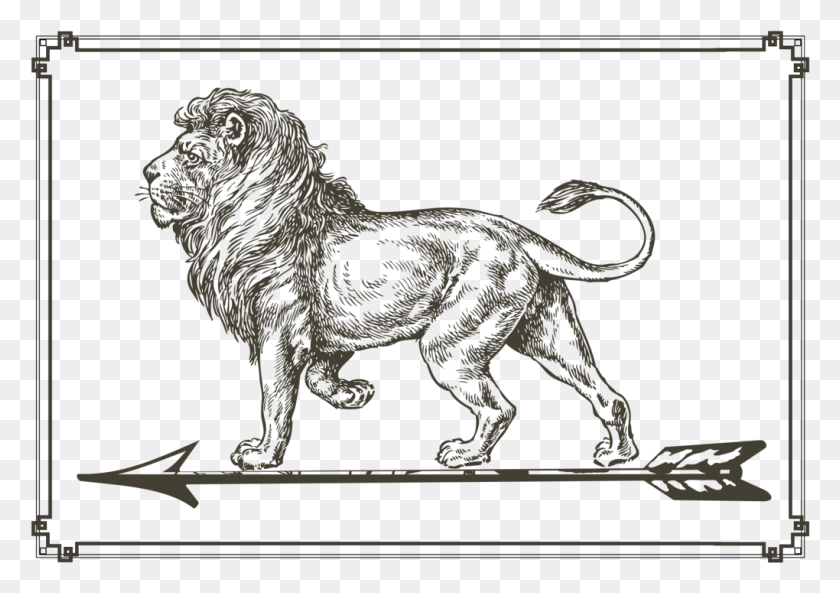 1020x697 Лев Рисунок Карандашом Акварель Живопись Лев Полный, Дикая Природа, Млекопитающее, Животное Hd Png Скачать