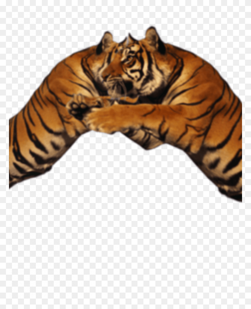 819x1024 Descargar Png León Dúo Visual Tigre Mascarilla De Edición De Tigre, La Vida Silvestre, Mamíferos, Animal Hd Png