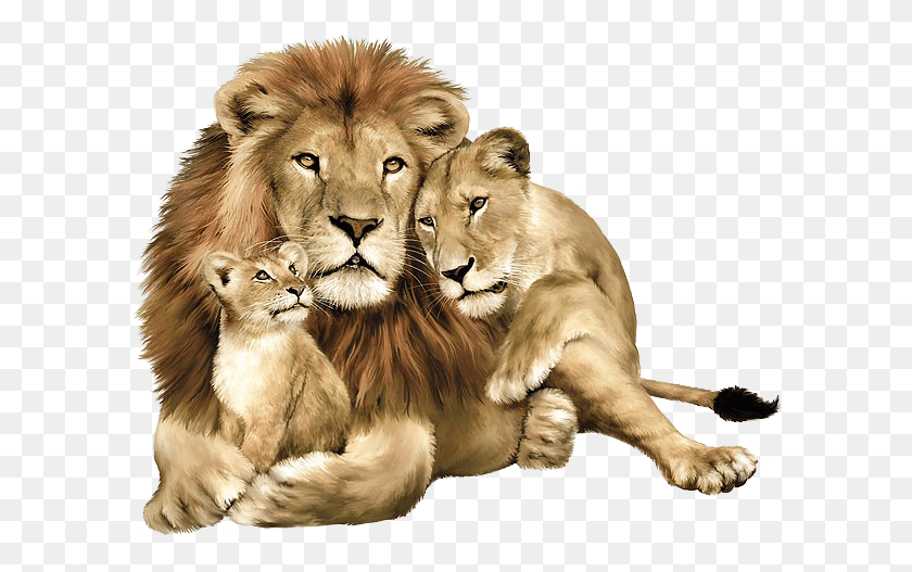 599x467 Lion Family, Wildlife, Mammal, Animal HD PNG Download