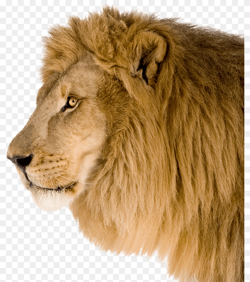 Lion Head Side, Animal, Mammal, Wildlife Transparent PNG