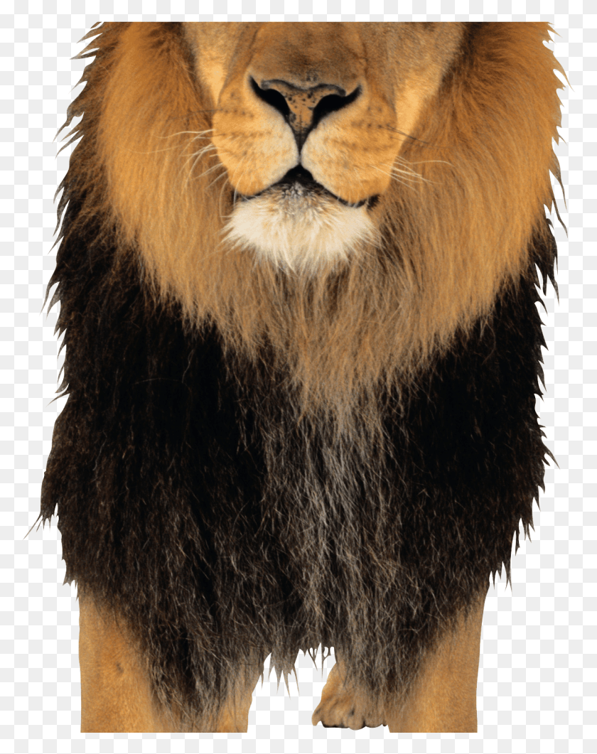 1122x1441 Lion Image, Wildlife, Animal, Mammal HD PNG Download