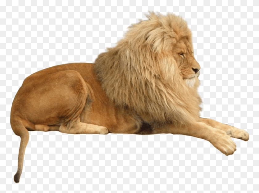 1862x1357 Lion Image Leo Deitado, Wildlife, Mammal, Animal HD PNG Download