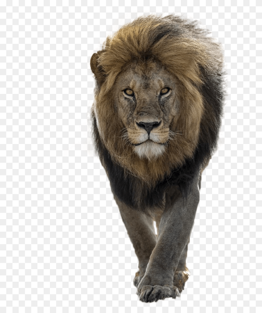 633x940 Изображение Льва Храбрость Льва, Дикая Природа, Млекопитающее, Животное Hd Png Скачать