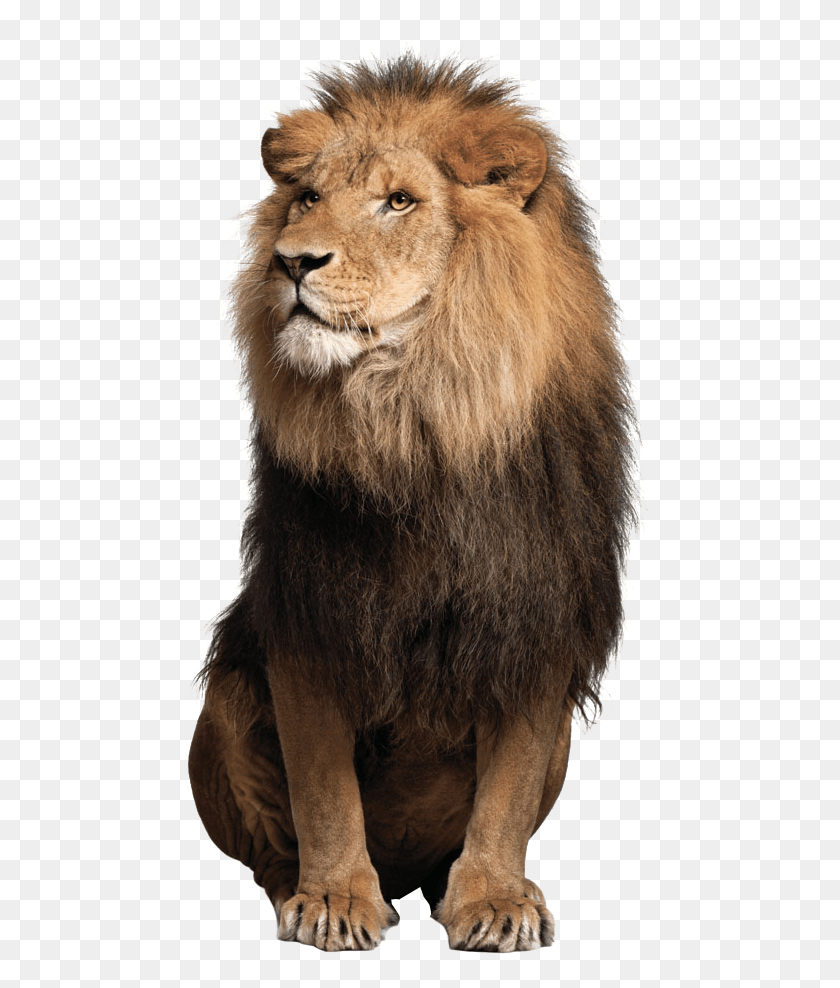 477x928 León Png / León Hd Png