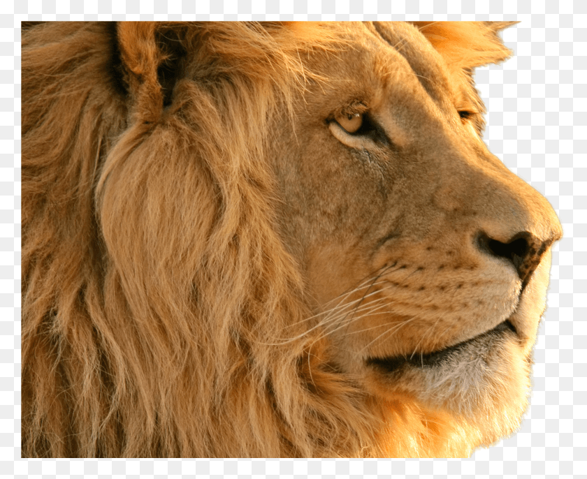 2243x1801 Lion Image Lion Wallpaper HD PNG Download