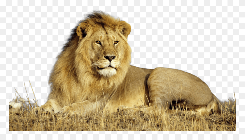 1025x554 Lion Lion Background For Photoshop, Wildlife, Mammal, Animal HD PNG Download