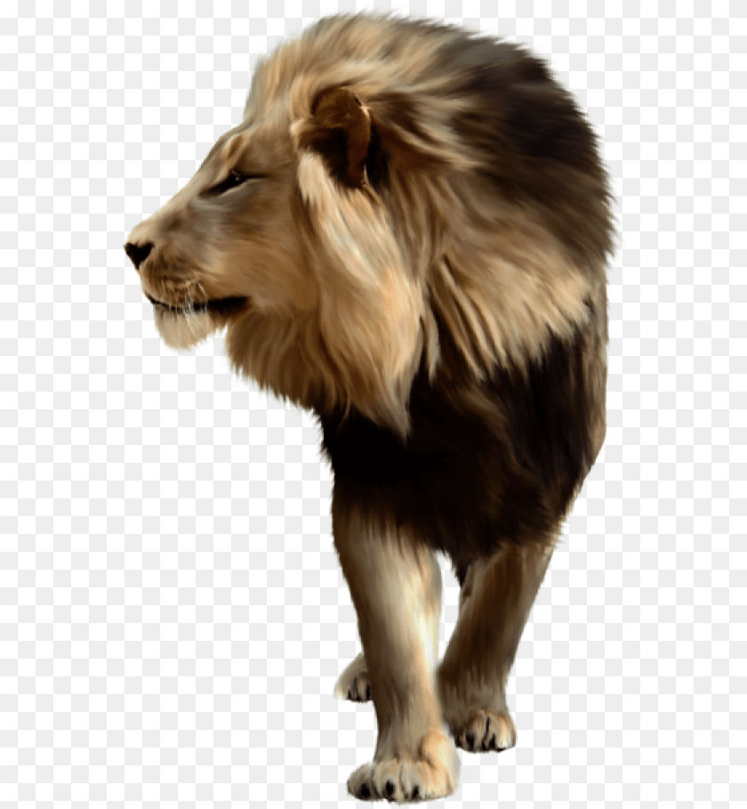 Lion Lion For Picsart, Animal, Mammal, Wildlife, Canine Transparent PNG