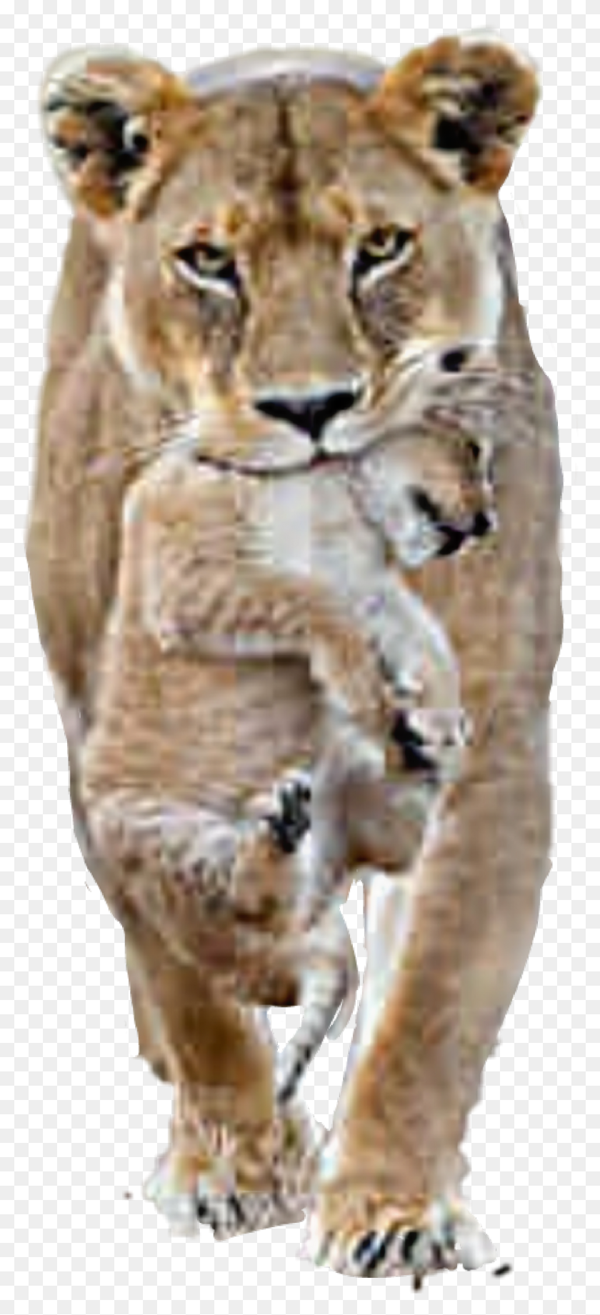1024x2339 Lion Lioness Cub Female Lion Male Lion, Animal, Mammal, Wildlife HD PNG Download