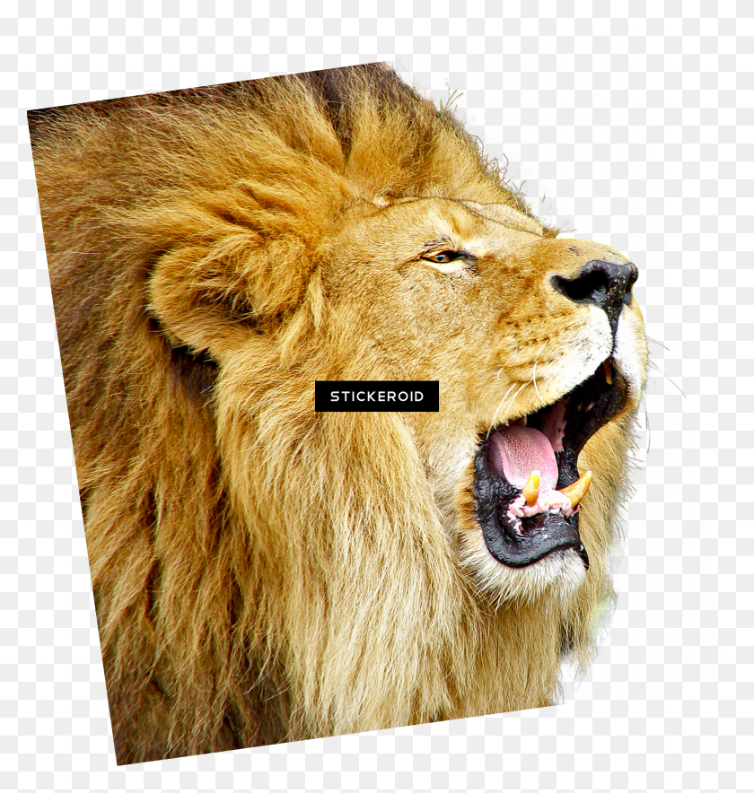 2034x2149 Lion Roar Quotes On Roaring Lion HD PNG Download
