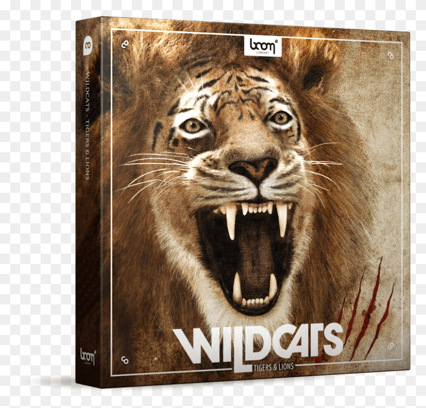 804x767 Lion Roar Sound Effect Tiger, Wildlife, Animal, Mammal HD PNG Download