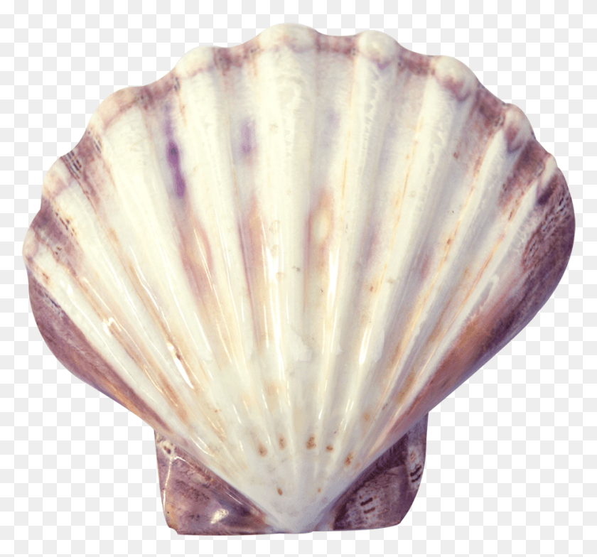 926x860 Lion S Decorative Shell Polished Shell, Clam, Seashell, Invertebrate Descargar Hd Png